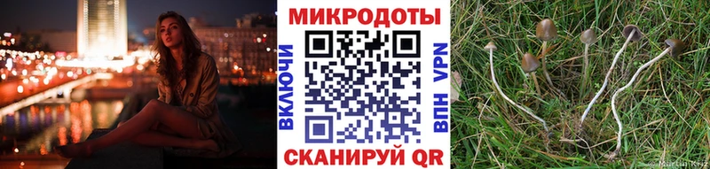 kraken зеркало Лосино-Петровский Псилоцибиновые грибы Psilocybine cubensis как найти